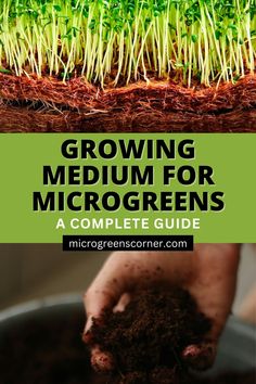 growing microgreens in a pot with text overlay reading growing medium for microgreens a complete guide