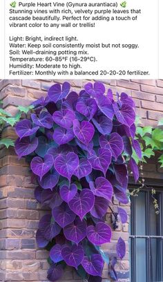 purple leaves growing on the side of a brick building with text describing how to use it