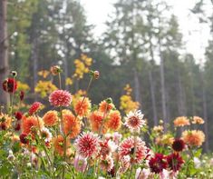 many different colored flowers in a field near trees