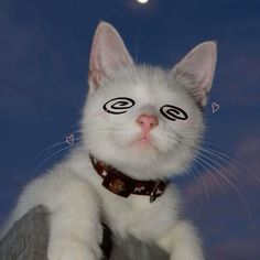 a white cat with black circles on it's eyes is sitting in front of the moon