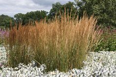 the tall grass is growing in the field