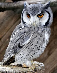 an owl sitting on top of a tree stump looking at the camera with orange eyes