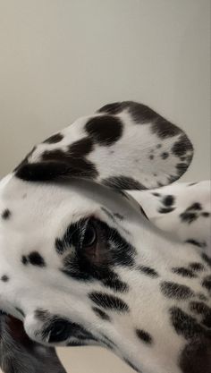 a dalmatian dog with its head up