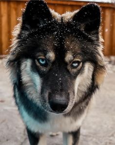 a dog with blue eyes standing in the snow