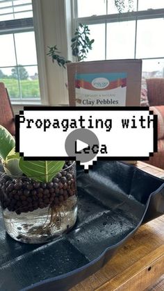 a glass vase filled with plants on top of a wooden table