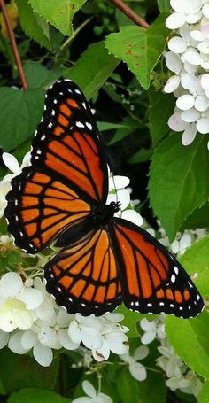 an orange and black butterfly sitting on some white flowers