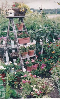 a garden filled with lots of flowers and plants next to a wooden ladder covered in potted plants