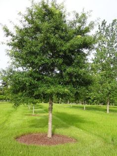 Willow Oak Tree Willow Oak Tree, Rose Like Flowers, Willow Oak, Landscape Backyard, Foliage Leaves, Blueberry Bushes, Zone 5, Shade Trees, Design Garden