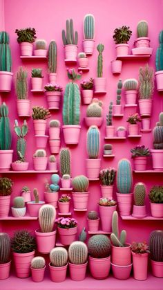 a pink wall filled with lots of different types of cactuses and succulents