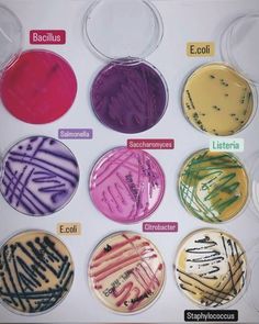 an assortment of different types of cellulides in plastic trays with labels on them