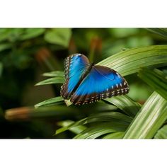 Gracie Oaks Deriek Blue Butterfly by Trancedrumer | Wayfair Butterfly White, Blue Morpho Butterfly, Butterfly Blue, Morpho Butterfly, Blue Morpho, Canvas Home, Gracie Oaks, Blue Butterfly, Outdoor Shade