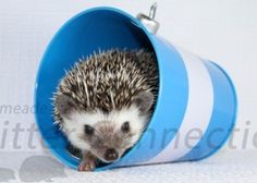 an adorable hedgehog peeks out from inside a blue and white cone shaped container