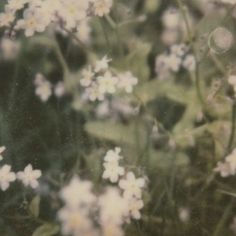 some white flowers are in the grass and one is blurry with it's image