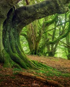 an old tree with moss growing on it's trunk in the forest, surrounded by other trees