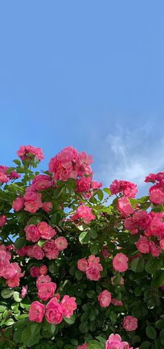 pink flowers are blooming in front of a blue sky