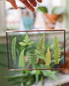 a person holding a glass frame with some plants in it and hanging from the side