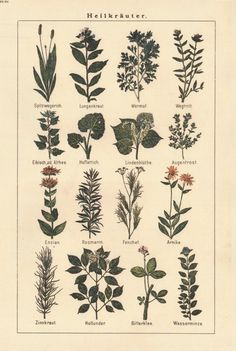 an old book with different types of plants