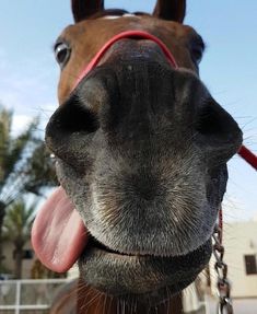 a horse sticking its tongue out to the camera