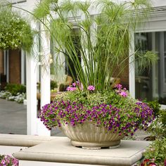 a potted plant sitting on top of a stone bench in front of a building