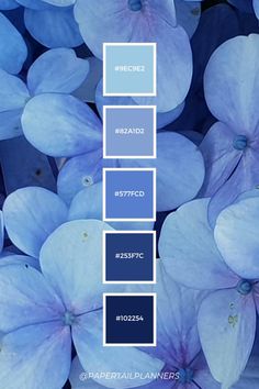 some blue flowers are in the middle of a color scheme that is very similar to each other