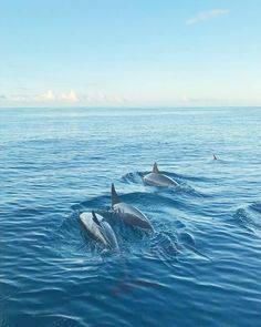 three dolphins swimming in the ocean together