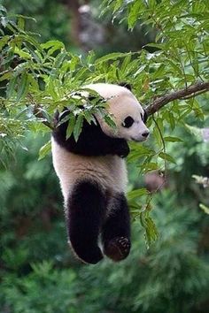 a panda bear hanging from a tree branch with its paws in the air and eating leaves