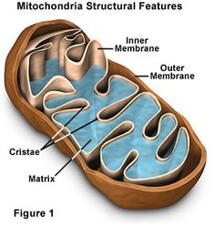 the structure of an animal's cell is labeled in this diagram, which shows its structures