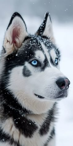 a husky dog with blue eyes sitting in the snow