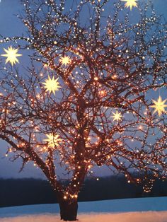 a lighted tree in the snow with stars on it's branches and lights all around