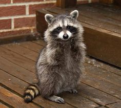 a raccoon sitting on a wooden deck next to a brick wall and door