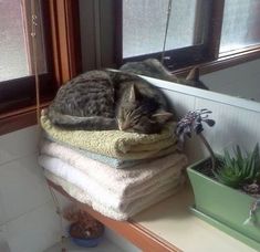 a cat laying on top of towels in a bathroom window sill next to a potted plant