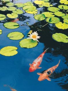 two koi fish swimming in a pond with lily pads