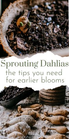 sprouting dahlias the tips you need for earlier blooms