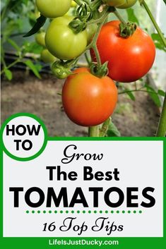 tomatoes growing on the plant with text overlay reading how to grow the best tomatoes 10 top tips