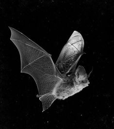 a black and white photo of a bat flying in the air with it's wings spread