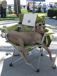 a dog is sitting in a lawn chair