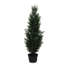 a small potted tree is shown on a white background