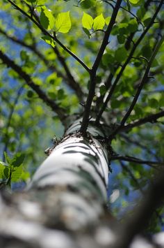 looking up at the top of a tree with green leaves