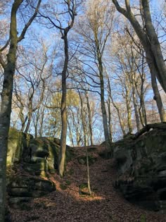 trees and rocks in the woods on a sunny day