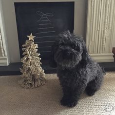 a small black dog standing next to a christmas tree