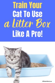 a cat sitting in a litter box with the words train your cat to use a litter box like a pro