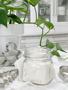 a plant in a white pot next to some cookie cutters and a glass jar