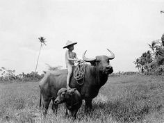 a man riding on the back of a bull in a field next to another cow