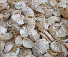 many shells are scattered together on the ground