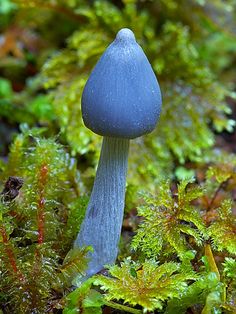 a blue mushroom sitting on top of green plants