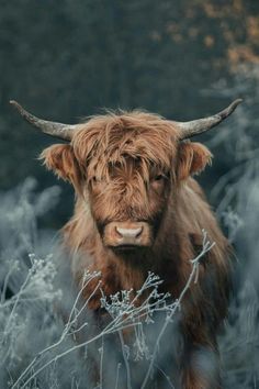 a brown cow with long horns standing in tall grass