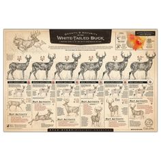 the white tailed buck poster is on sale for $ 10 99 and it's up to