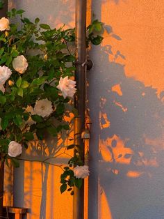 white roses are growing on the side of a building in front of a yellow wall