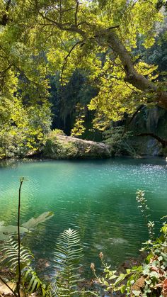 a green lake surrounded by trees and plants