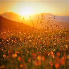 the sun is setting over a field with wildflowers and mountains in the background